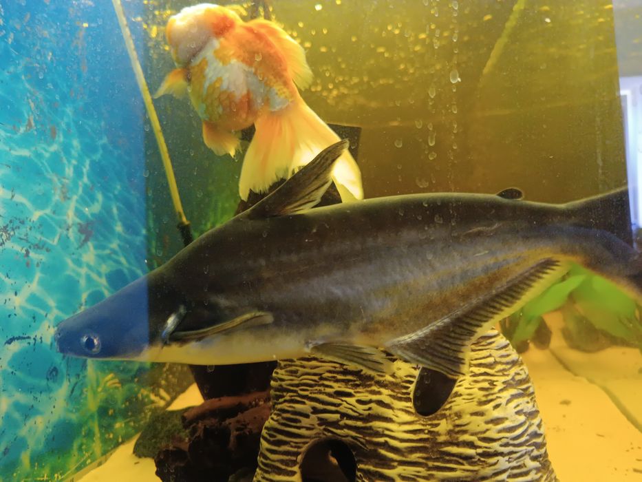 Отдам.Акулий сом,крупный,здоров и полон энергии.