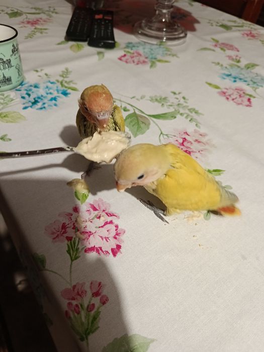 Agapórnis domésticado