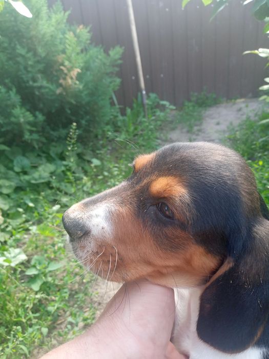 Цуценята бігль  не дорого