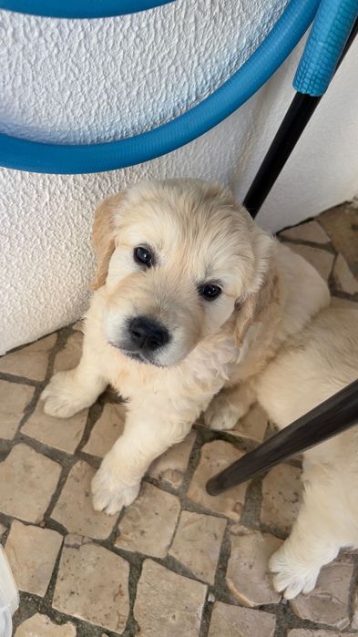 Golden Retriever