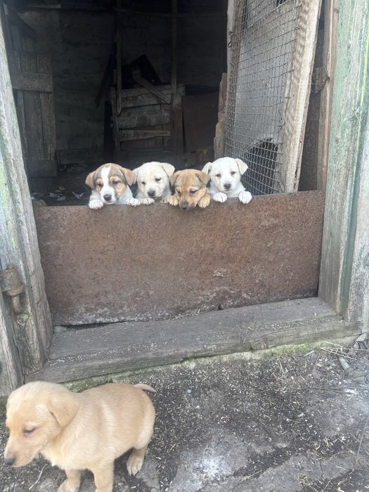 віддам песиків в добрі руки