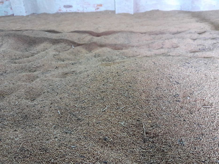 Proso żółte zbiór 2023