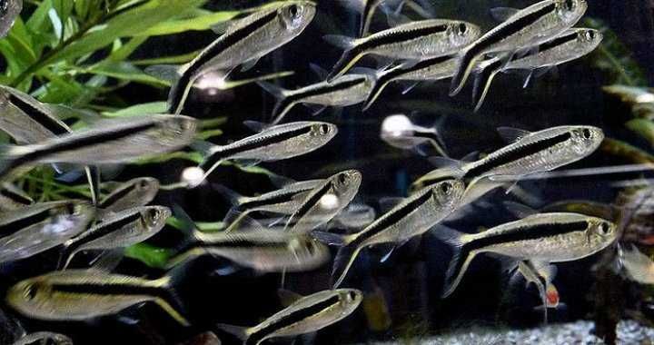 GB Hokejówka Amazońska - dowóz ryb!