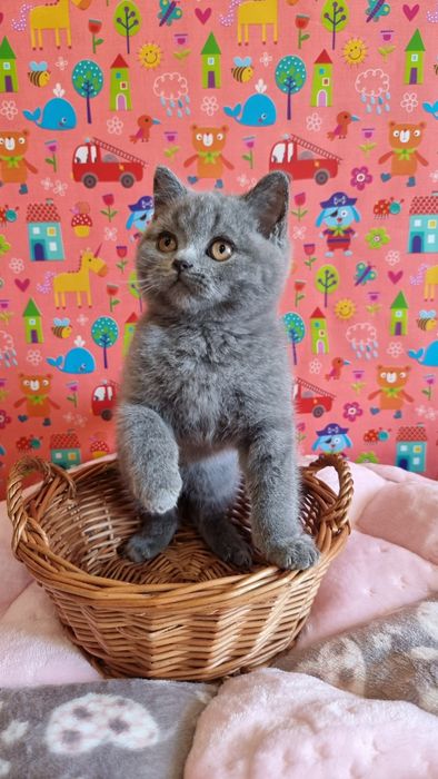 Британські котики