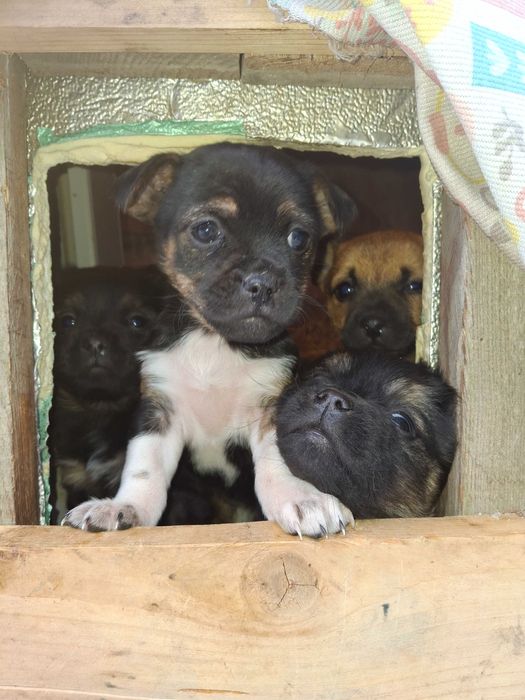 łagodna suczka i piesek do oddania