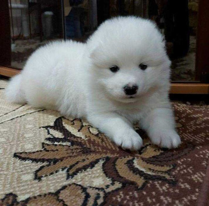 Приглашаем на вязку собаки породы "Самоед " (Самоедская лайка)