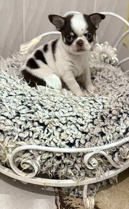 Хлопчик чіхуахуа