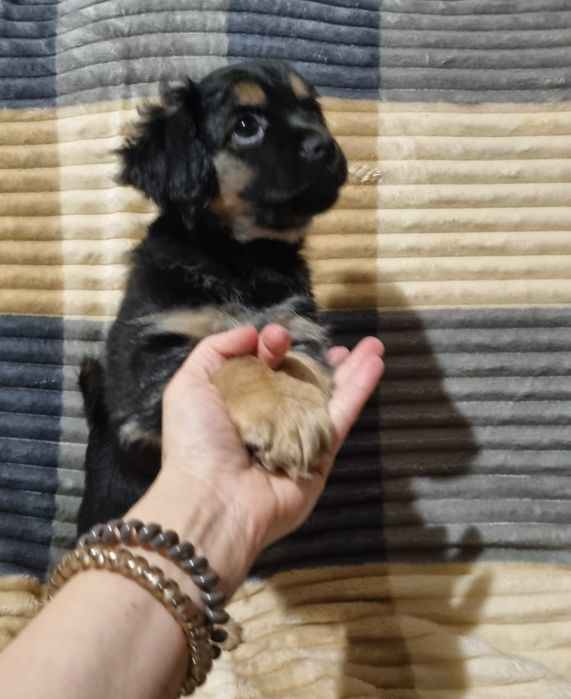 Отдам щенков в добрые и надёжные руки