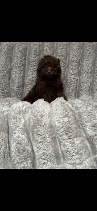 Той пудель дівчинка