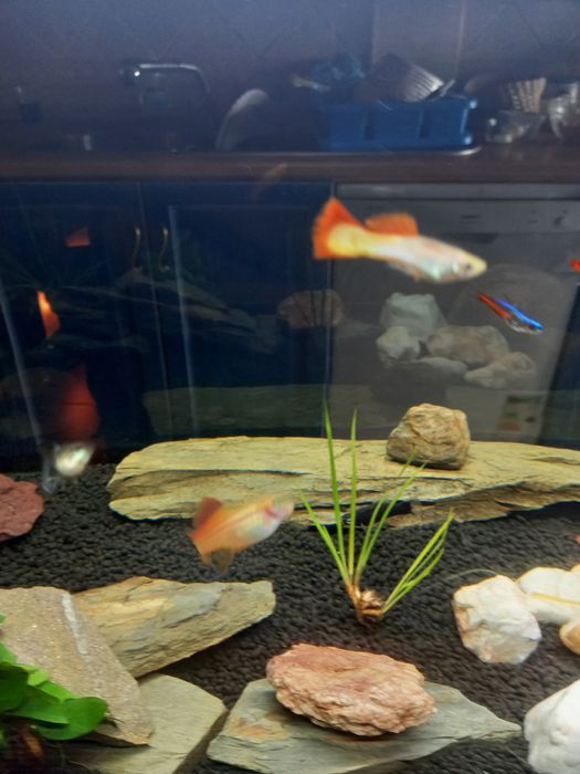 Peixes Guppys de diferentes variedades