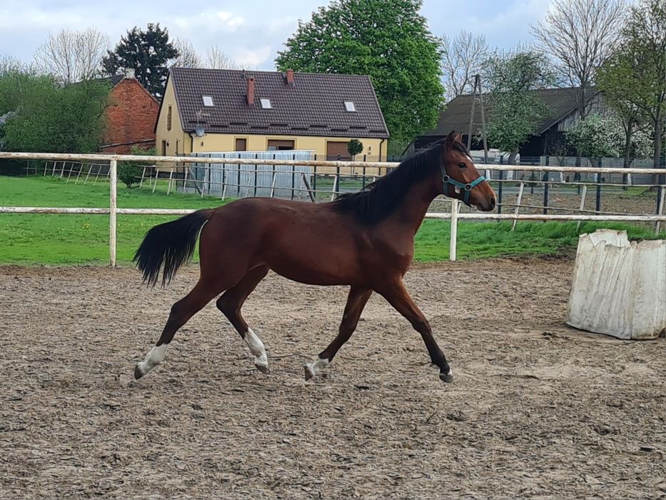 Klacz Delicja C WLKP