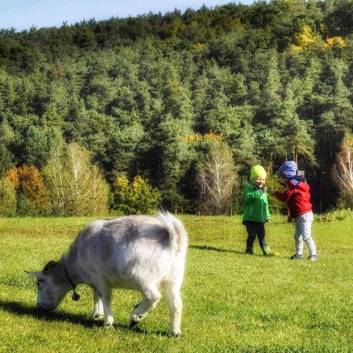 Domek do wynajęcia