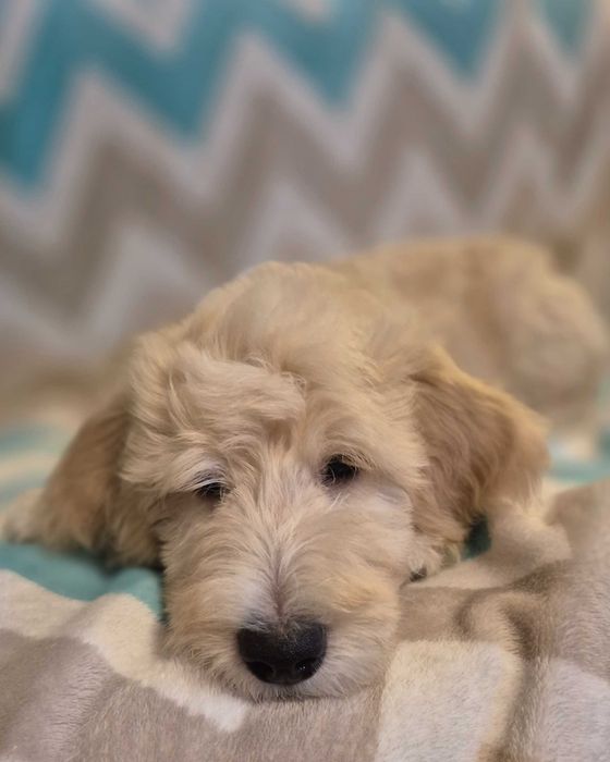 Goldendoodle f1b standard samiec
