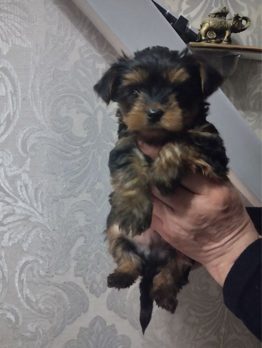 Продам цуценят Йорка