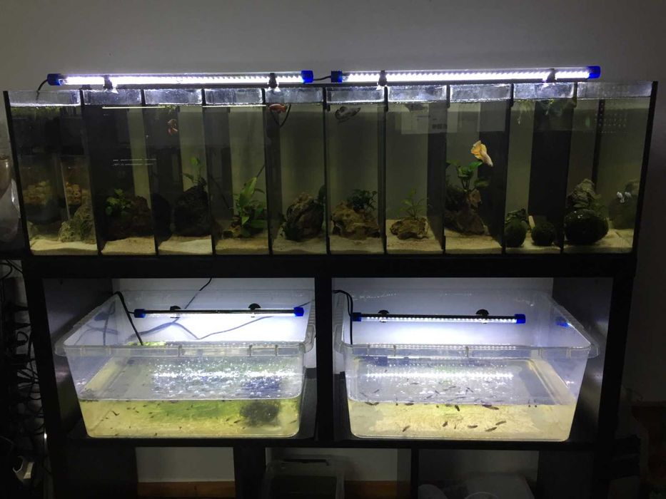 Beteiras, Aquários para Betas.