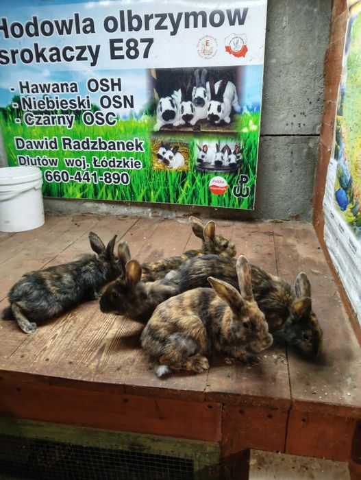 Srokacz reński ,samiec samice królik króliki