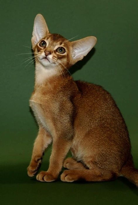 Абиссинский котенок с правом разведения