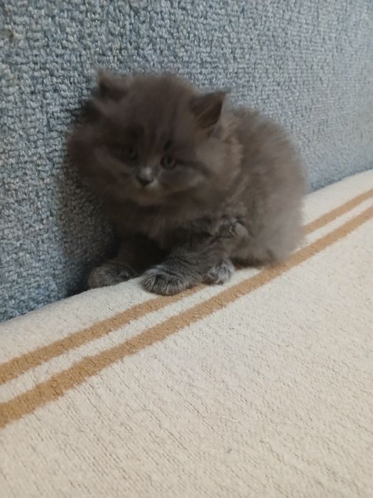 Шукають люблячу родину ласкаві британські кошенята