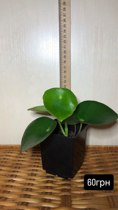 пеперомія/філодендрон/шлюмбергера