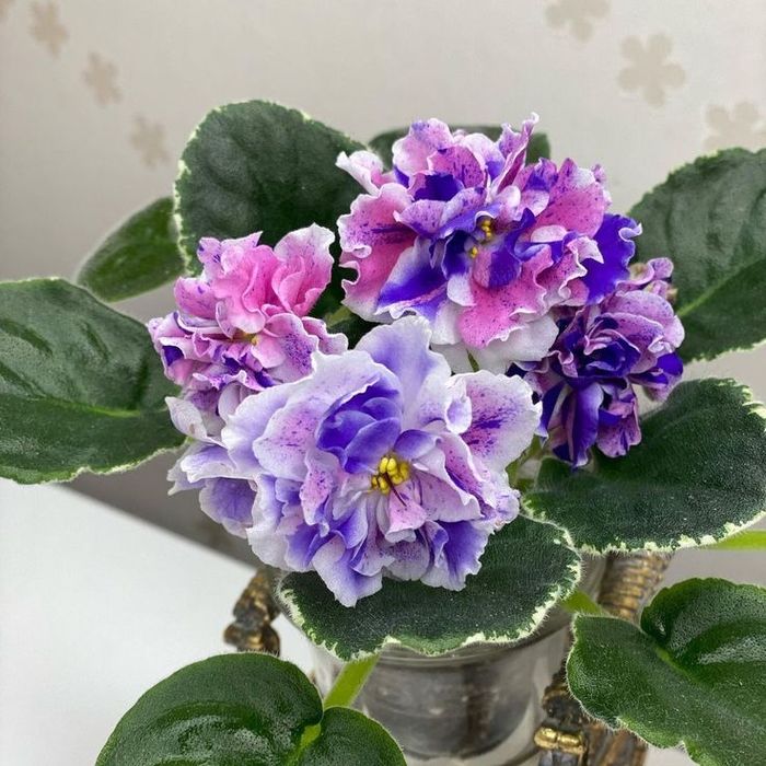 Фиалка  DN-цветные валентинки