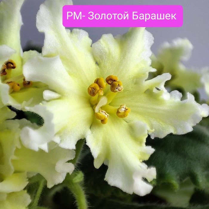 Фіалка,сенполія,фиалка