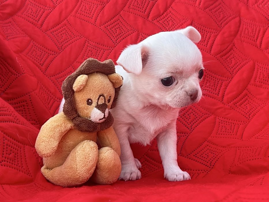 Chihuahua Macho Pelo Curto