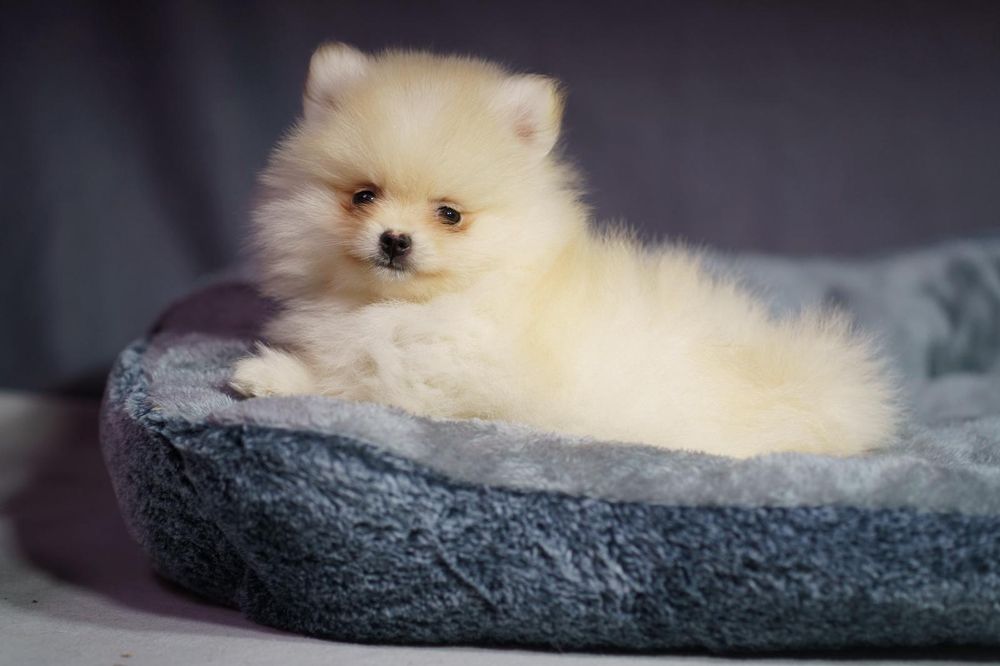 Pomeranian piesek