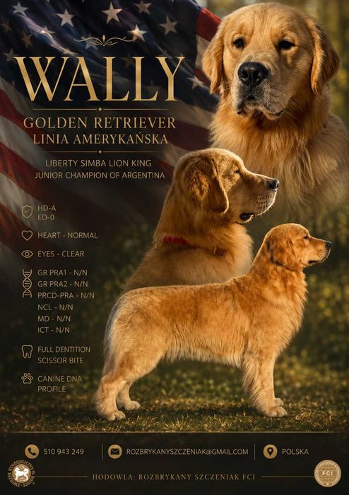 Golden Retriever -reproduktor -linia amerykańska
