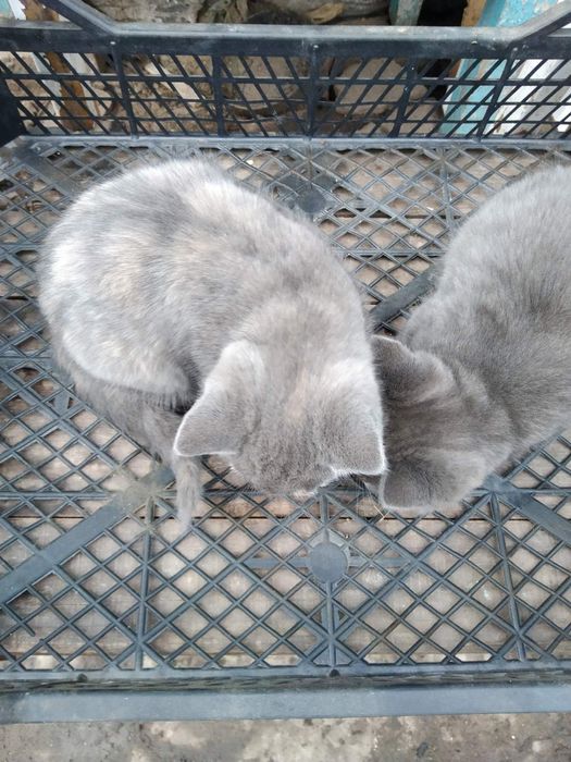 Киці в добрі руки