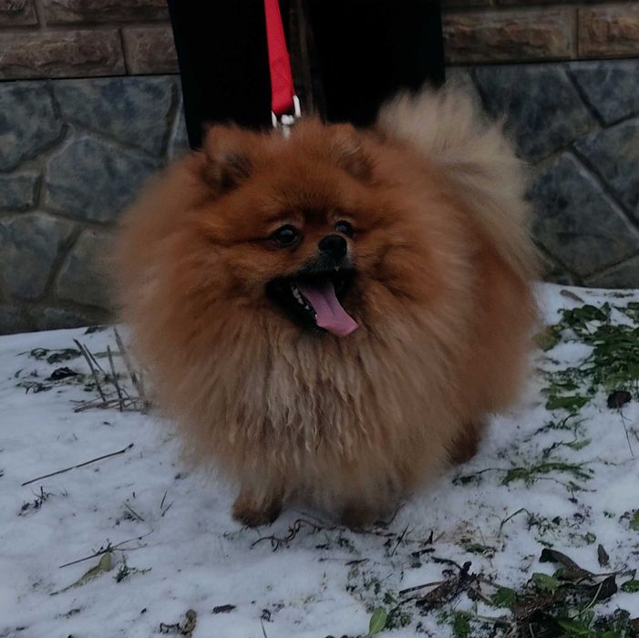 Кобель шпиц на вязку