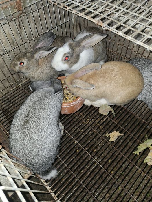 COELHOS para venda