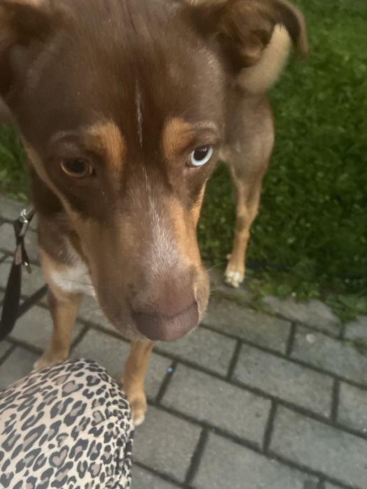 Oddam pieska w dobre rece
