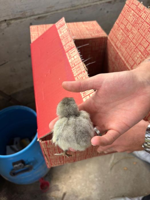 Pintos Marans e Araucana – 2 semanas