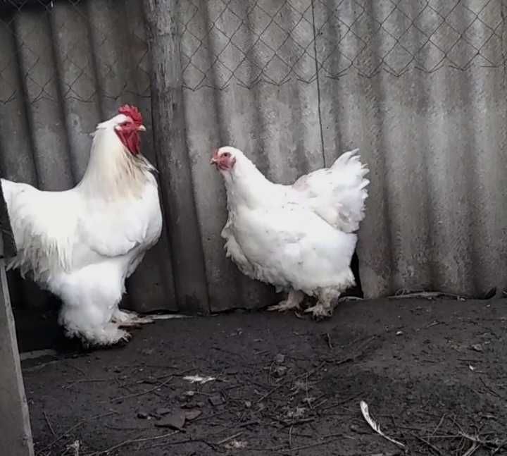 Продам инкубационное яйцо от кур Брама Белая, чисто белого окраса