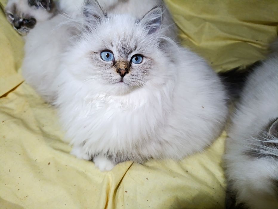 Кошенята, муркотуньчики Невська маскарадна