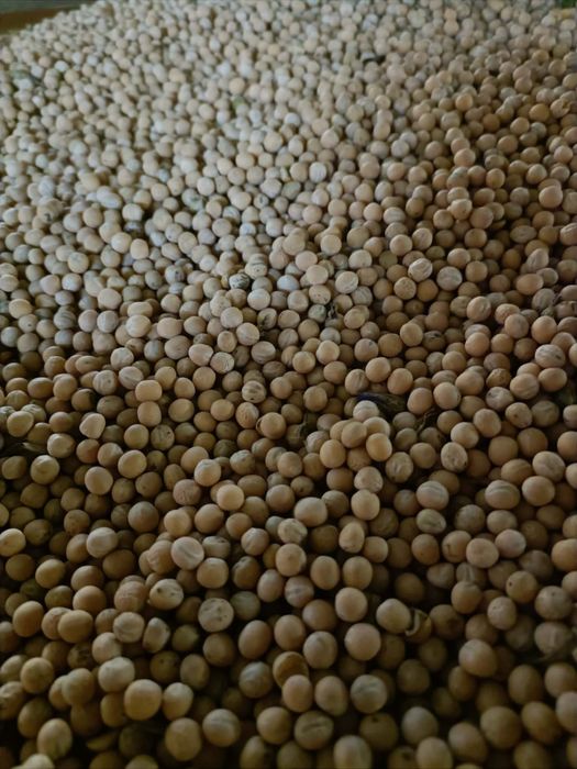 Groch siewny Mecenas