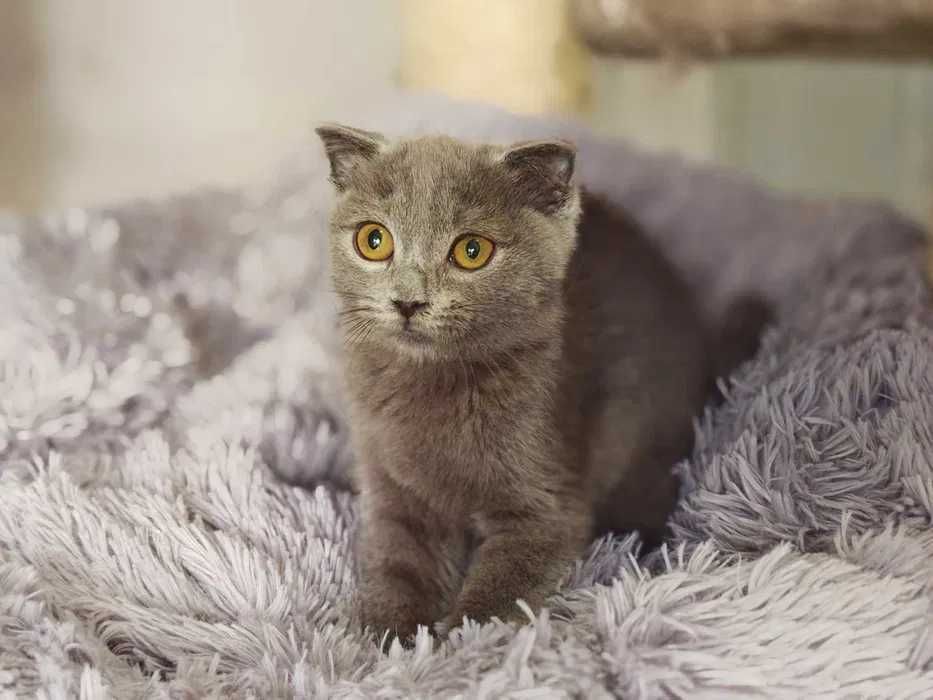 Кішечка, кішка, кошеня, ніжна Бренда (4 міс.) – терміново додому!