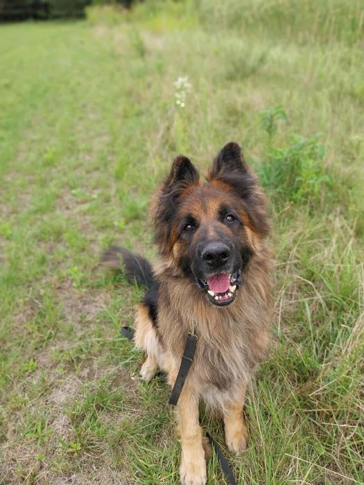 RAMBO!  oddany do schroniska, szuka domu na zawsze