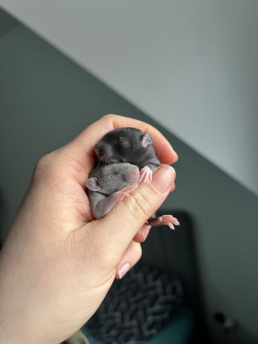 Szczur szczurek szuka domu