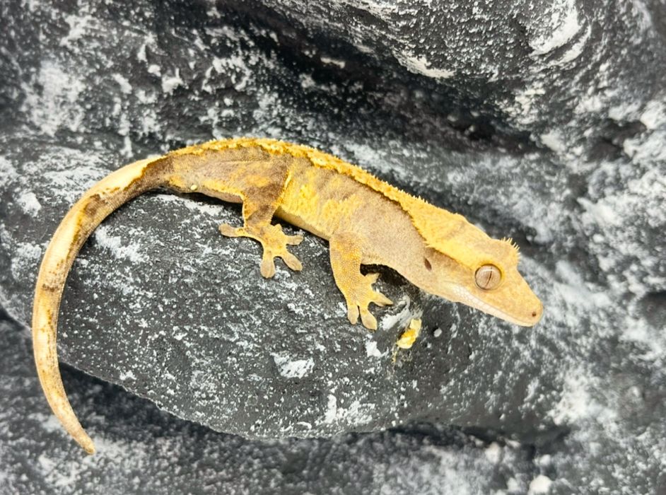 Gekon Orzęsiony Gekony orzęsione  Tczew
