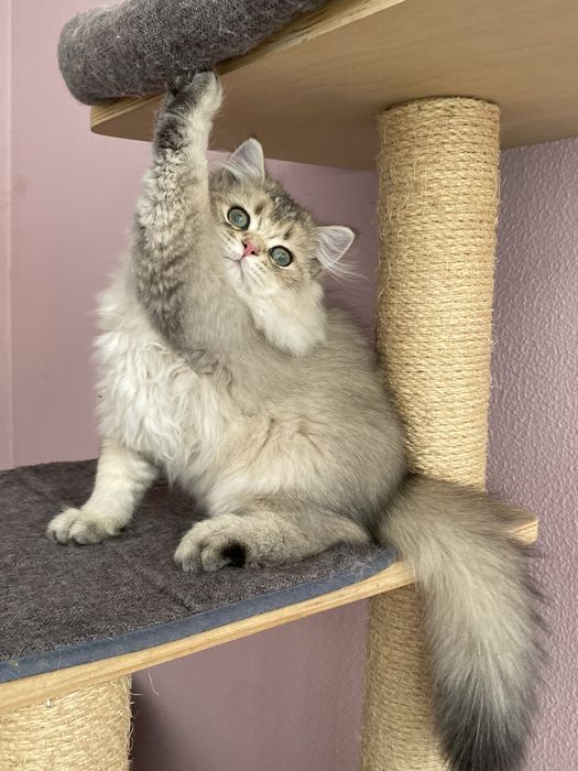 Gato British Longhair Golden