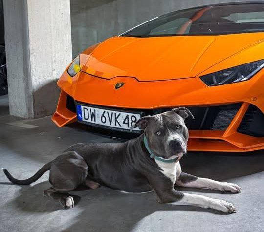 Блакитні Амстафята,розплідник КСУ