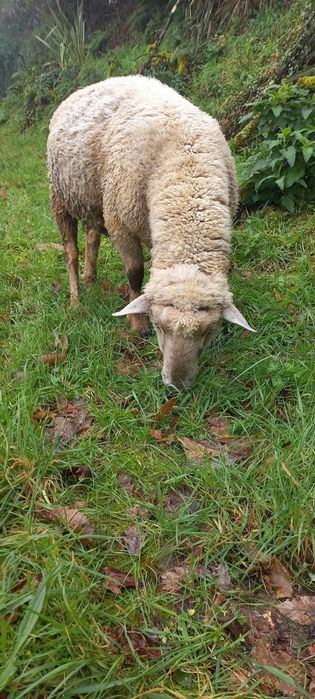 Vendo carneiro cruzado de Suffolk