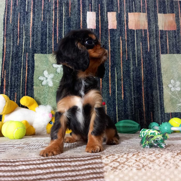 Кавалер кінг чарльз спаніель