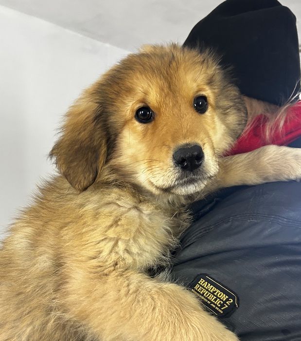 Suczka do adopcji LADY