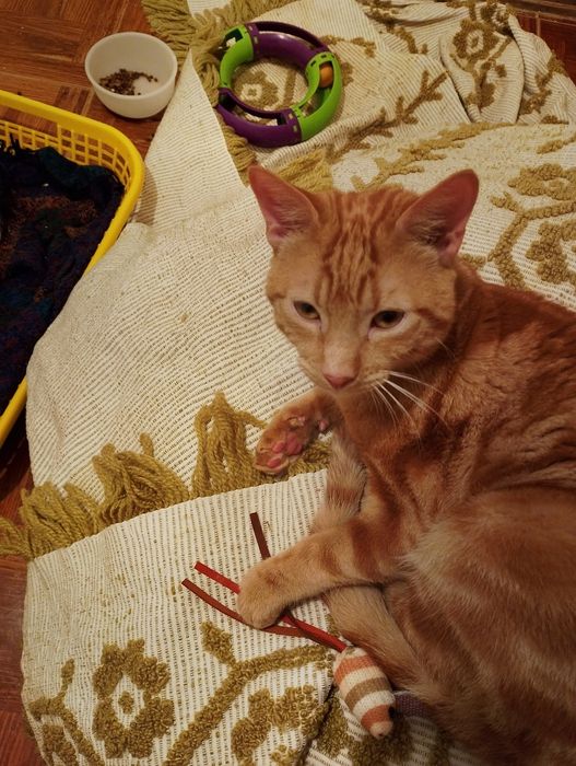 Gatinho macho amarelo