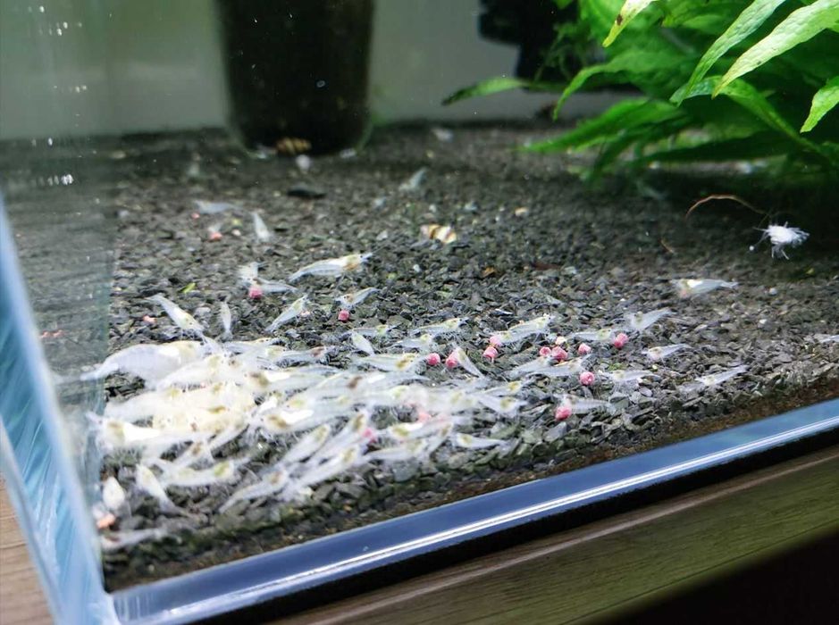Krewetki: Red Cherry i White Pearl
