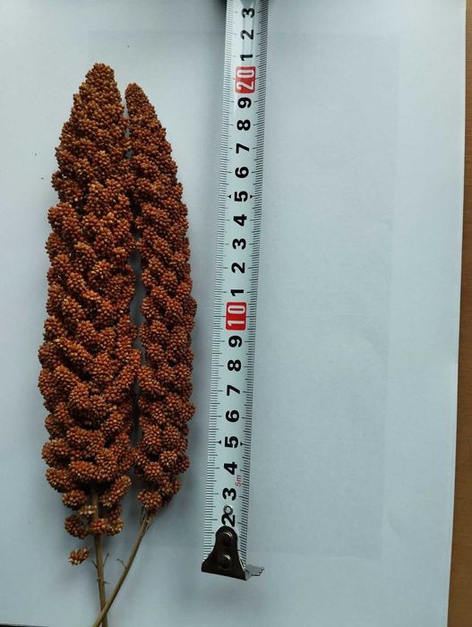 Продам чумизу в колосках