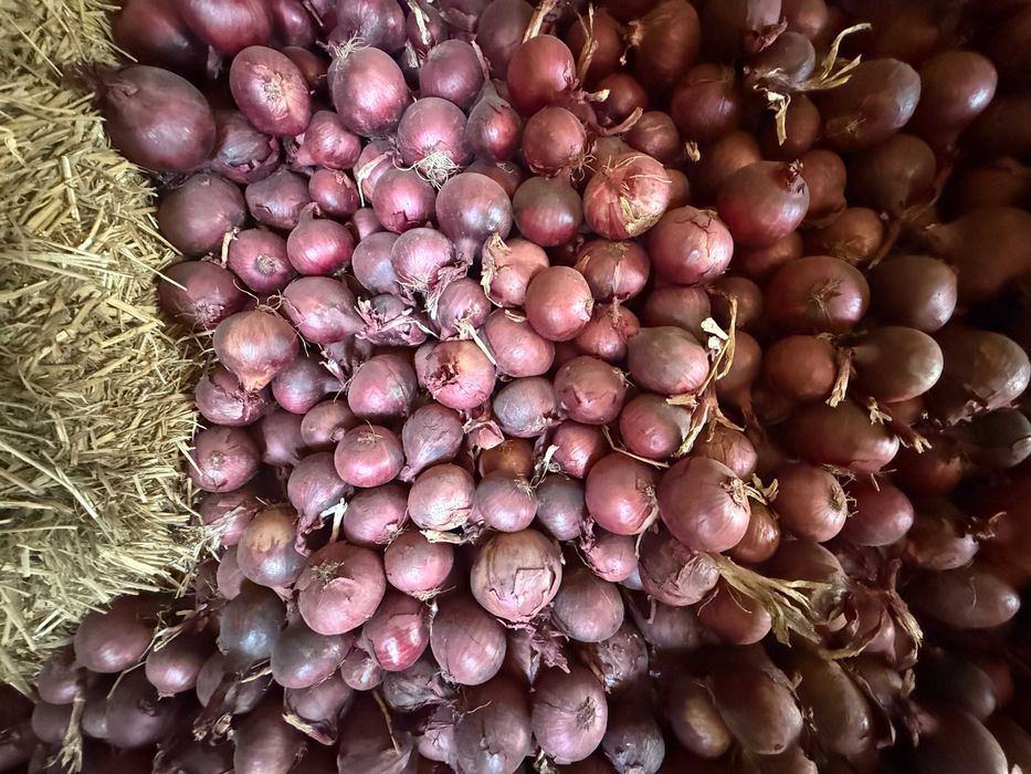 Sprzedam świeżą cebulę czerwoną w kalibrażu 5cm i więcej