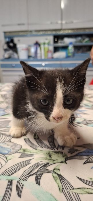 Gatinho macho preto e branco para adoção